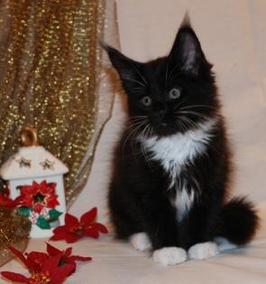 Wunderschöne, typvolle Maine Coon Kitten abzugeben