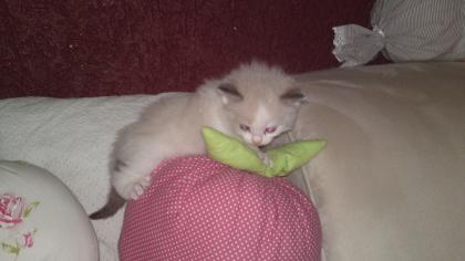 Ragdoll Kitten von Bilk