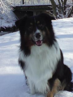 Wunderschöner Australian Shepherd Deckrüde Black tri