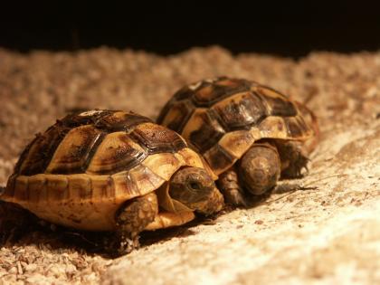 Maurische Landschildkröten Nachzuchten von 2021