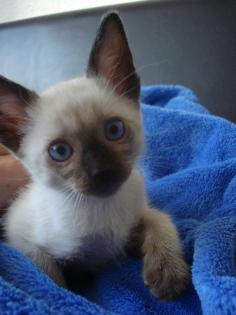 Siam Kitten seal-, red-, tortie-point suchen neues Zuhause