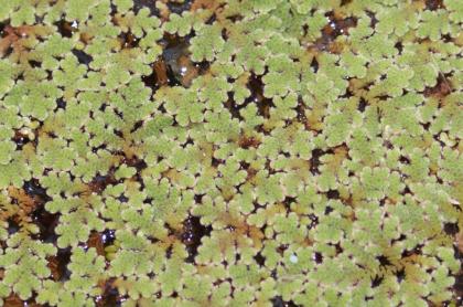 Biete Azolla filiculoides, Feenmoos, Algenfarn