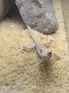 Pristurus carteri Dhofar Skorpionschwanzgeckos