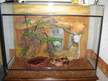 2 Kornnattern inkl. Terrarium und Technik