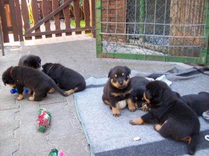 Rottiwelpen 6 Wochen alt