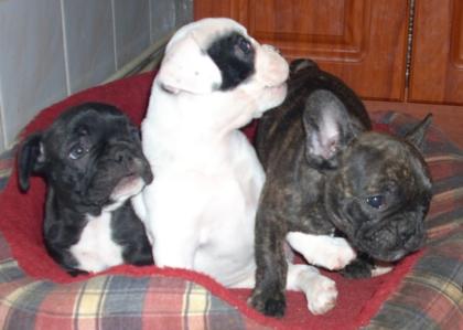 Französisch Bulldogg, noch 1 kleine Hündin und 2 Rüden, 10 Wochen