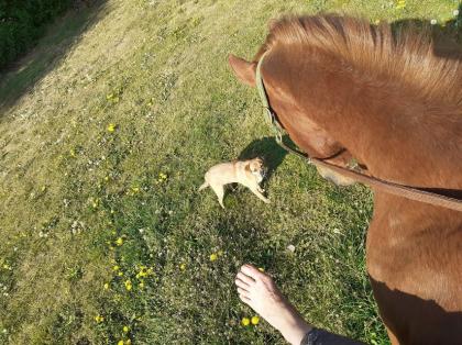 Hundebetreuung und Tier- und Haussitting