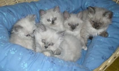LockenKitten aus Selkirk-Rex Selkirk Rex Verpaarung