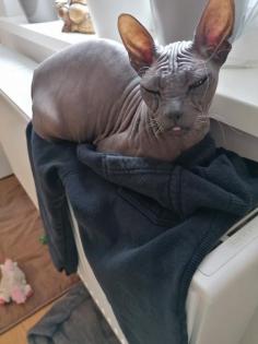 Zwei wunderschöne Sphynx Kater