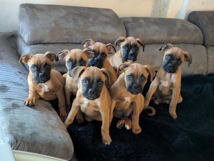 Reinrassige Boxer-Welpen