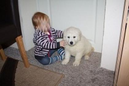 Reinrassige Kuvasz Welpen gesund geimpft entwurmt
