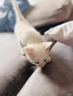 Türkische angora katzen babys
