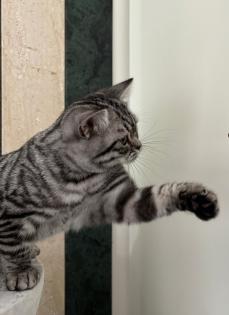 BKH black silver classic tabby /spotted
