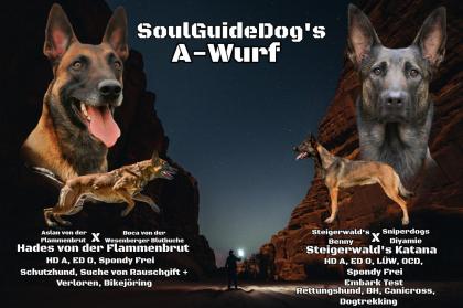 Malinois Welpen mit Ahnentafel