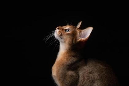 Reinrassige Abessinier Kitten mit Stammbaum