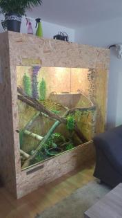 2 Grüne Leguane Terrarium
