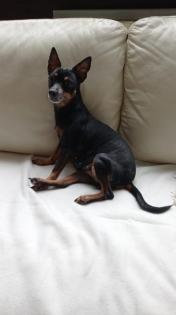 Zwergpinscher