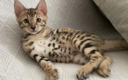 Bengalkitten mit Stammbaum