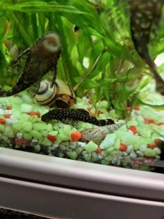 Turmdeckel schnecke
