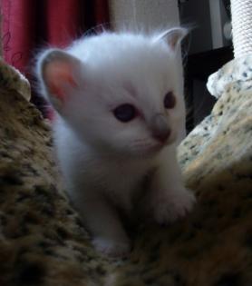 Kleine Schmusetiger suchen Kuschelplatz auf Lebenszeit