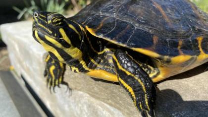3 gesunde Schmuckschildkröten abzugeben