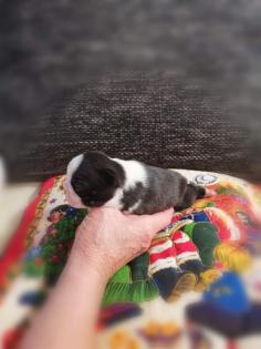 Boston Terrier Welpen