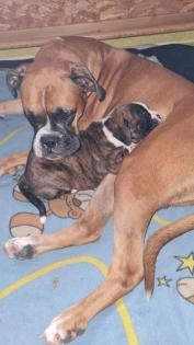 Deutscher Boxer