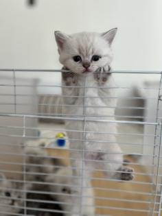 5 Wunderschöne BKH Kitten