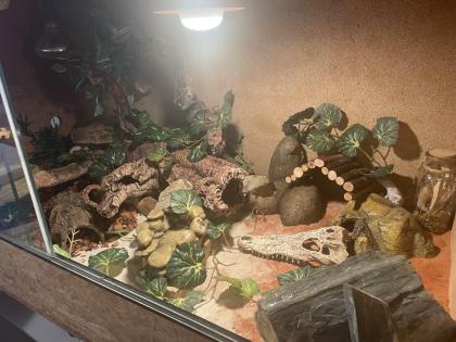 2 Leopardengeckos abzugeben