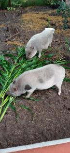 Minischwein eber zu verkaufen