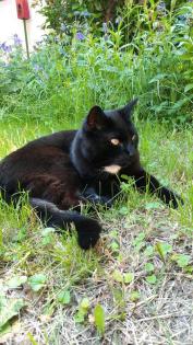 Kater vermisst