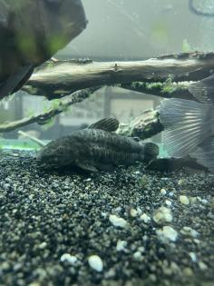 Diskusfische / Aquariumauflösung