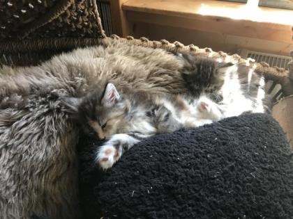 Maine Coon/Sibirische Waldkatzen Babys