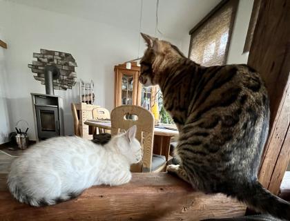 Snow Bengalen aus liebevoller Zucht mit TICA-Stammbaum - nur noch 2 zu haben