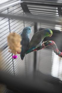Blaugenicksperlingspapageien zu verkaufen
