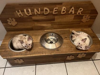 Snow Bengalen aus liebevoller Zucht mit TICA-Stammbaum - nur noch 2 zu haben