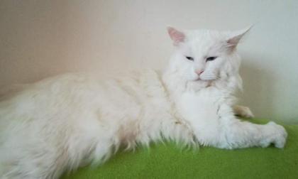Maine-Coon-Kätzchen suchen ein neues Zuhause