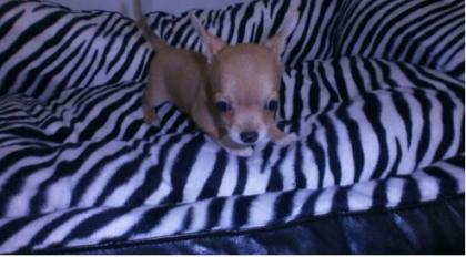 3 Monate Junger chihuahua Junge kostenlos