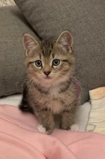 Noch eine Katze und ein Kater suchen ein neues Zuhause