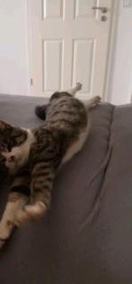 Kater in Krien vermisst Belohnung 1000 Euro