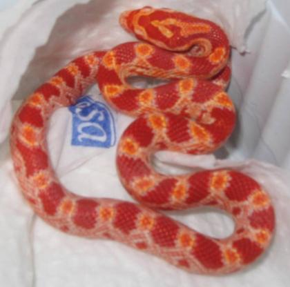 0, 0, 4 Pantherophis guttatus albino NZ 06