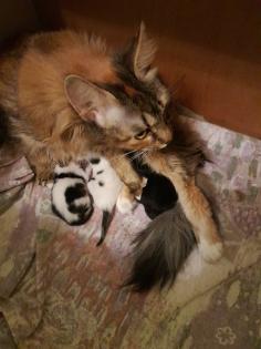 Norwegische Waldkatzen, Kitten