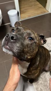 Pit-Staff-Mix sucht dringend neues Zuhause oder Pflegestelle