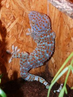 1, 0 Tokeh / Gekko gecko, DNZ 2021