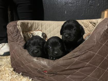 Labrador x Golden Retriever Welpen zu verkaufen