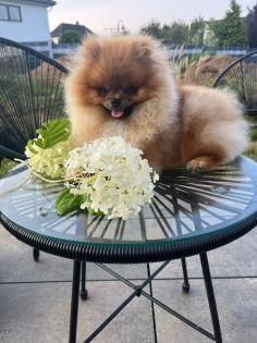 Pomeranian Zwergspitz Rüde Boo- Typ
