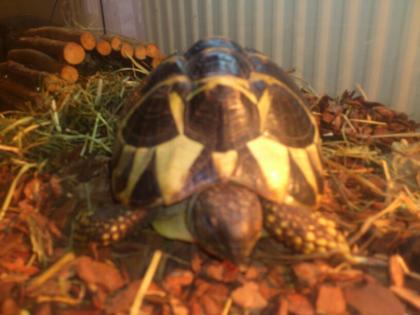 2 Griechische Landschildkröten