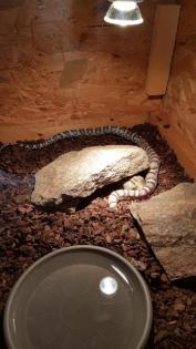 Kornnatter Anery Miami mit Terrarium Zubehör knapp 3 Jahre