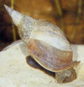 Koi, Teichfische, Störe, Muscheln, Krebse uvm. // Fa. Fördefisch