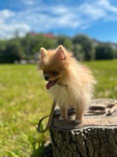 Pomeranian Zwergspitz Welpen abzugeben